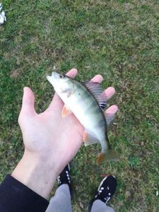 European Perch