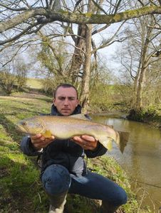 Brown Trout