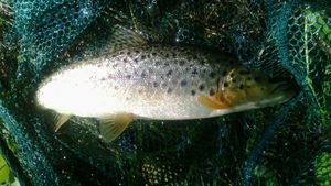 Brown Trout