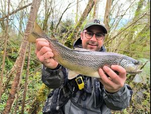 Brown Trout