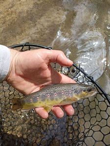 Brown Trout
