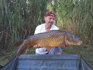Common Carp