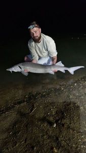 Sturgeon