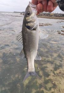 European Bass (Seabass)