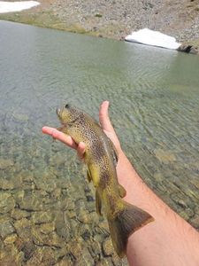 Brown Trout