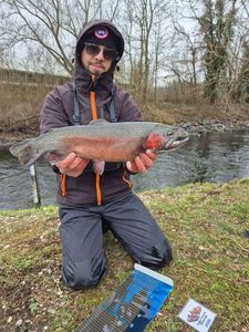 Rainbow Trout