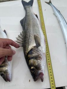 European Bass (Seabass)