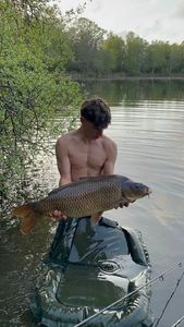 Common Carp