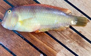 Pearly Razorfish