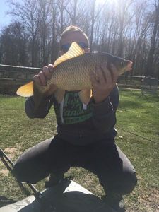 Common Carp