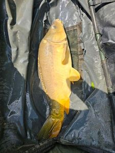 Mirror Carp