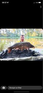 Common Carp