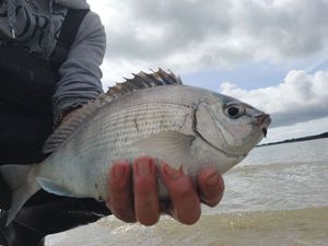 Black Seabream