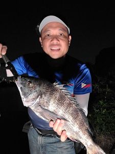 Acanthopagrus schlegelii