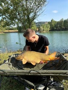 Common Carp
