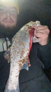 European Bass (Seabass)