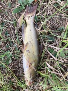 Black Bullhead