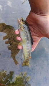 Brown Trout