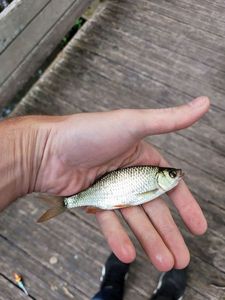 Roach