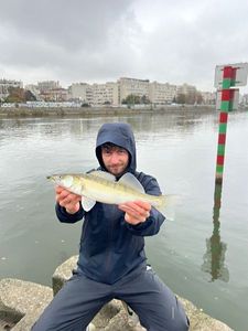Zander