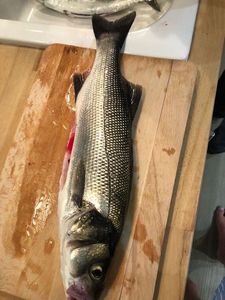 European Bass (Seabass)