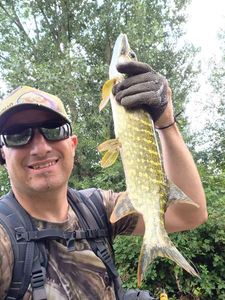 Northern Pike