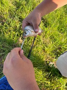 Common Bream