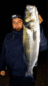 European Bass (Seabass)