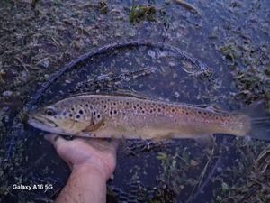 Brown Trout