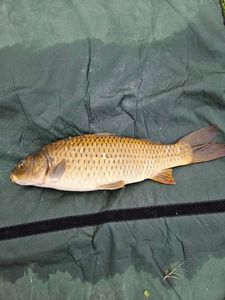 Common Carp