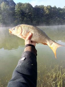 Common Carp