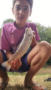 Rainbow Trout