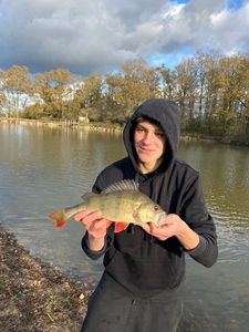 European Perch