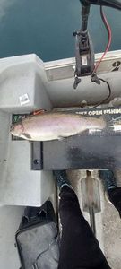 Rainbow Trout