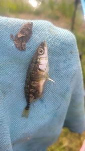 Three-spined stickleback