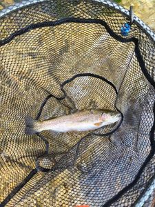 Rainbow Trout