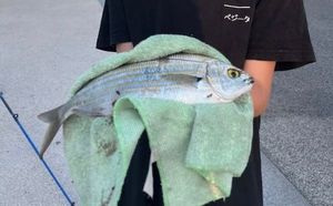 Salema