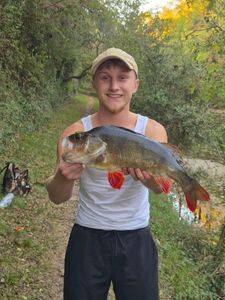 European Perch