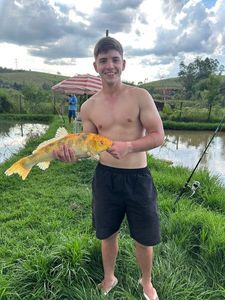 Common Carp