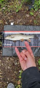 Barbel