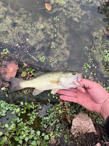 Smallmouth Bass