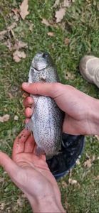 Rainbow Trout