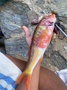 Surmullet