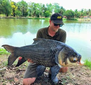 Siamese Giant Carp