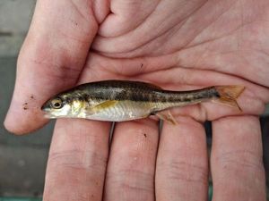 Common Minnow