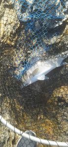 European Bass (Seabass)