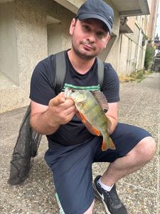 European Perch