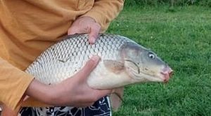 Common Carp