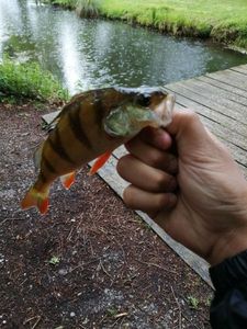 European Perch