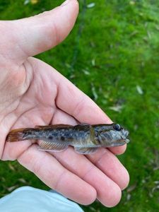 Giant Goby